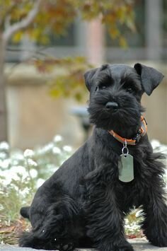 Hem regalen una gosseta