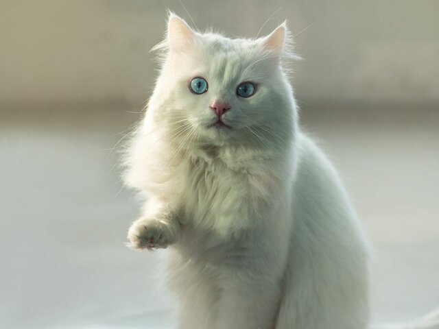 La meva gata Nola mor