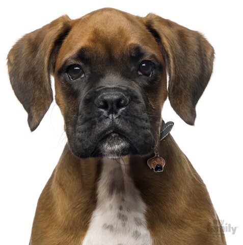 Ont n’a adopter un chien