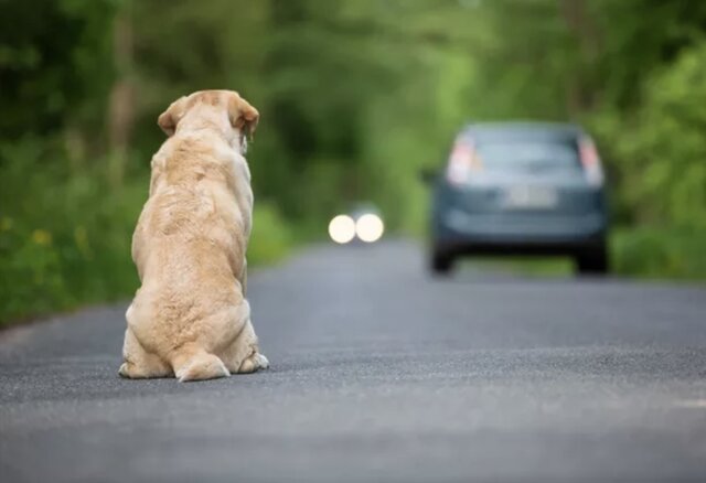 La première que mon chien s’enfui