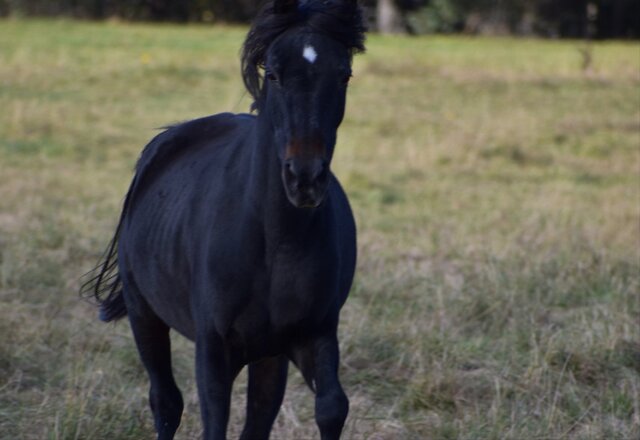 J’ai appris à faire du cheval
