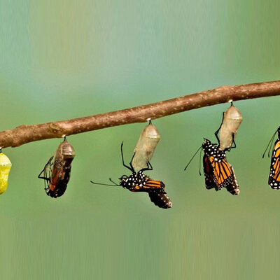 Timeline: Evolução da borboleta