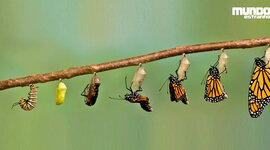 Timeline: Evolução da borboleta