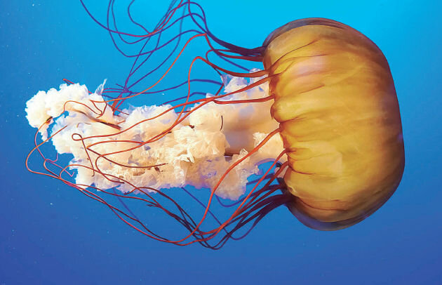 Em pica una medusa per primer cop