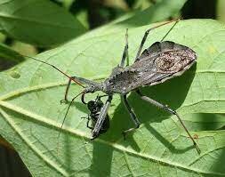 The Ten Plagues of Israel