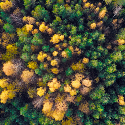 Timeline: Национальный парк "Койгородский"