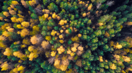 Timeline: Национальный парк "Койгородский"