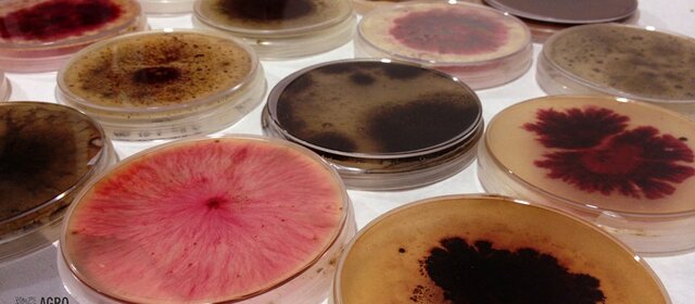 Primera colección de bacterias y hongos