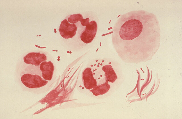 Conservación de Gonococcus