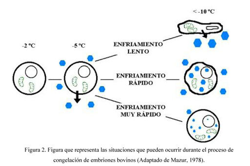 Criprotectores