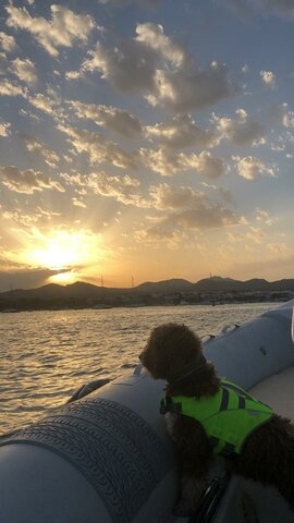 Adopto al meu gos Roc