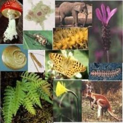 Timeline: Cronología de momentos estelares de la evolución