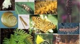 Timeline: Cronología de momentos estelares de la evolución