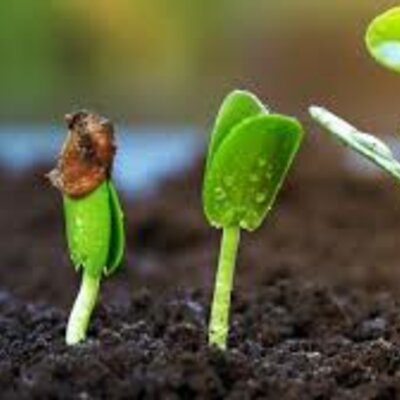 Timeline: Evolución de las plantas