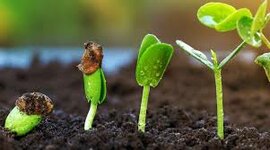 Timeline: Evolución de las plantas