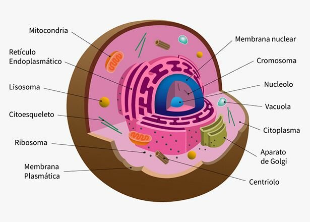 Origen de la célula eucariota