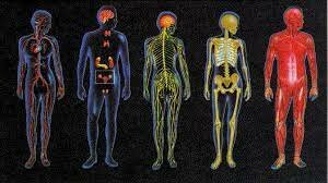 sistemas fisiológicos