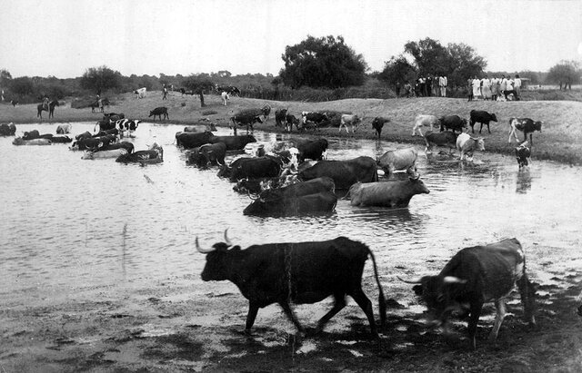 Crisis ganadera Argentina