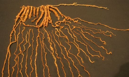 Quipu