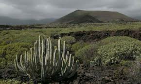 Colonización de las plantas en la tierra