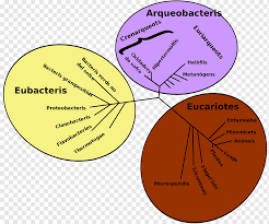 SISTEMA DE LOS TRES DOMINIOS