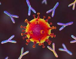 ANTICUERPO MONOCLONAL