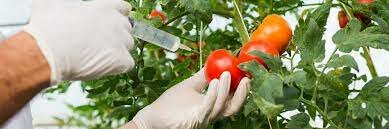 PLANTAS TRANSGENICAS