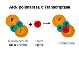 SEVERO OCHO ARN-POLIMERASA