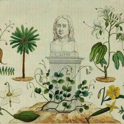 Timeline: HISTORIA DE LAS PLANTAS MEDICINALES EN ECUADOR