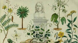 Timeline: HISTORIA DE LAS PLANTAS MEDICINALES EN ECUADOR