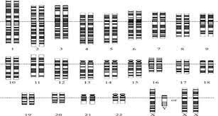 MAPA PROVISIONAL DEL GENOMA HUMANO