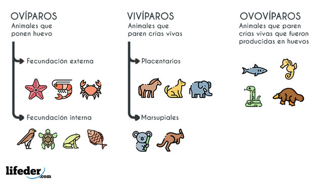 EVOLUCIÒN DE LOS ANIMALES