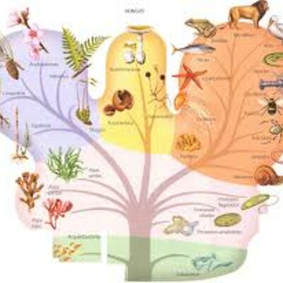 Timeline: Línea de tiempo sobre la clasificación natural