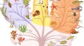 Timeline: Línea de tiempo sobre la clasificación natural
