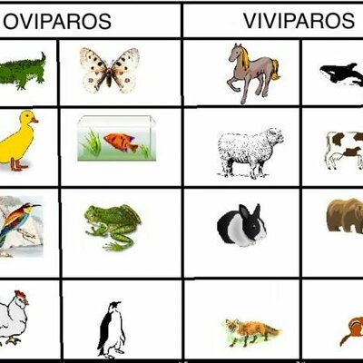Timeline: CLASIFICACION DE LOS ANIMALES SEGUN SU ORIGUEN