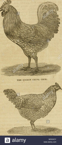 EVOLUCIÓM  LA DOMESTICACIÓN  DE LOS ANIMALES DOMESTICOS EN AMERICA EN EL AÑO 1200