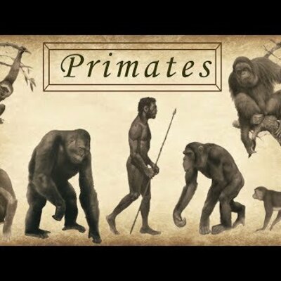 Timeline: PROCESO DE HOMINIZACIÓN