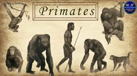 Timeline: PROCESO DE HOMINIZACIÓN