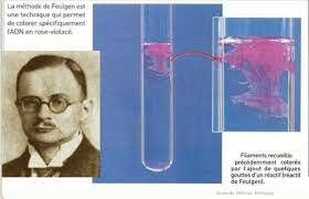 Método para revelar el ADN