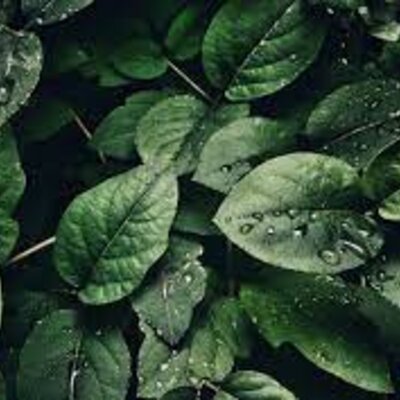 Timeline: Vida de la Terra