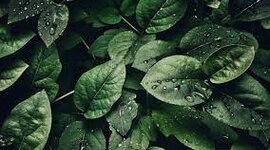 Timeline: Vida de la Terra