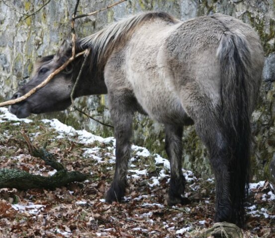 When horse was first domesticated