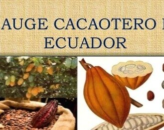 el auge cacaotero