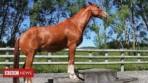 Horses in the 2000’s