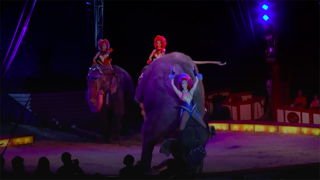 Circus Krone, Alemania