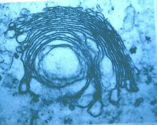 Golgi. Aparato de Golgi