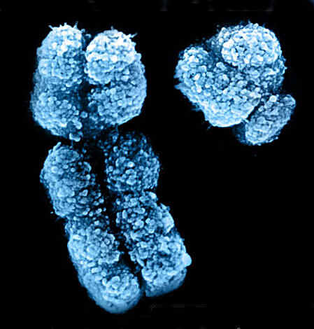 Waldeyer. Definicion del cromosoma