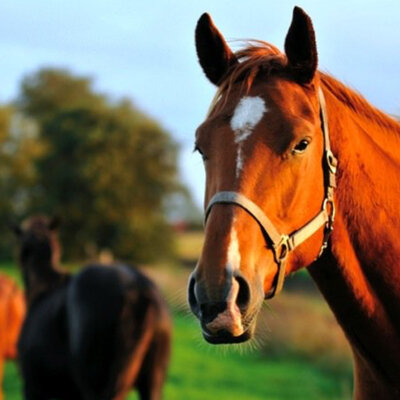 Timeline: History of Horses