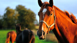 Timeline: History of Horses