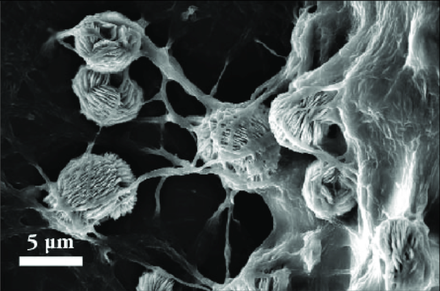 Microscope électronique à balayage par Manfred von Ardenne